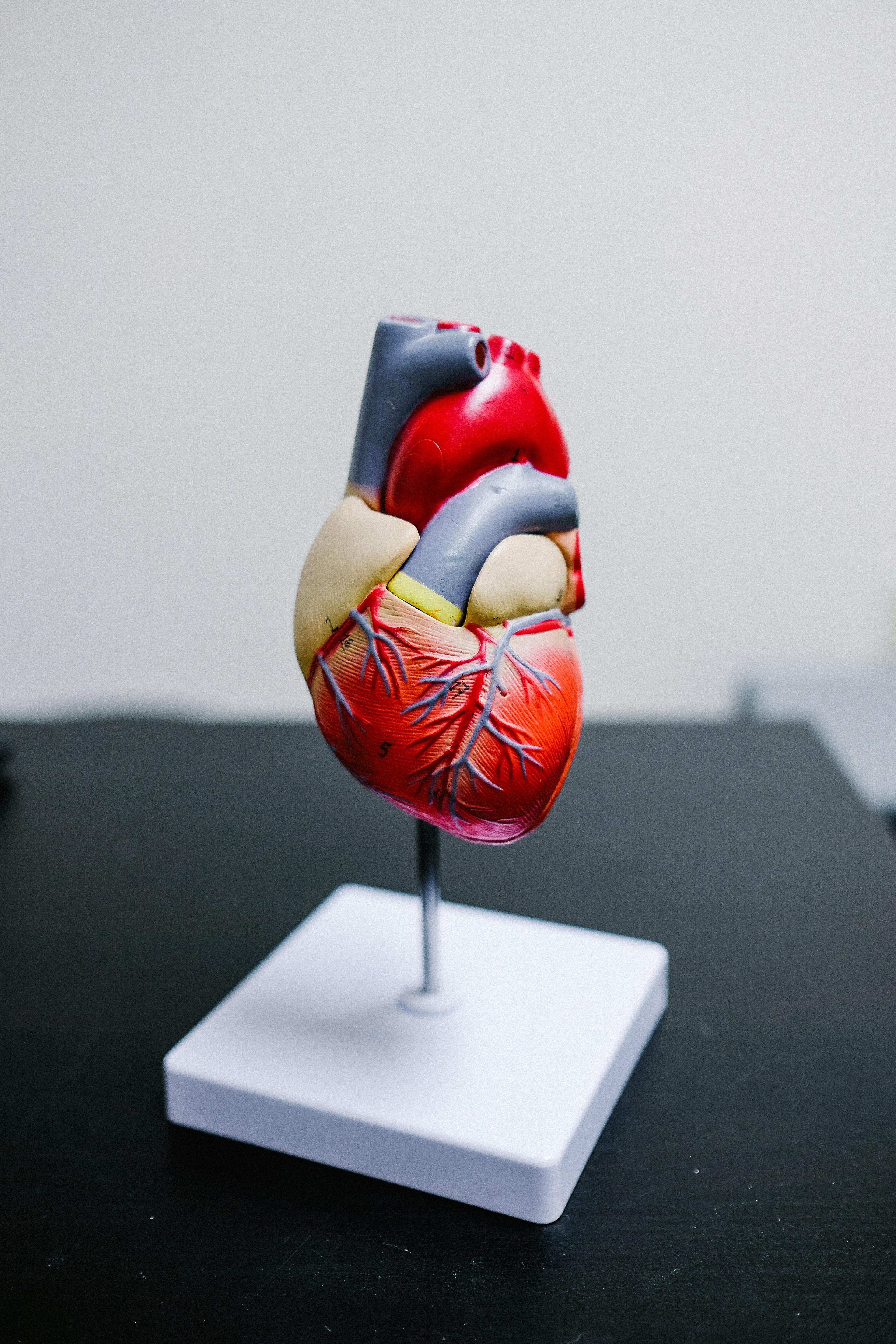 Immagine articolo Il Cuore