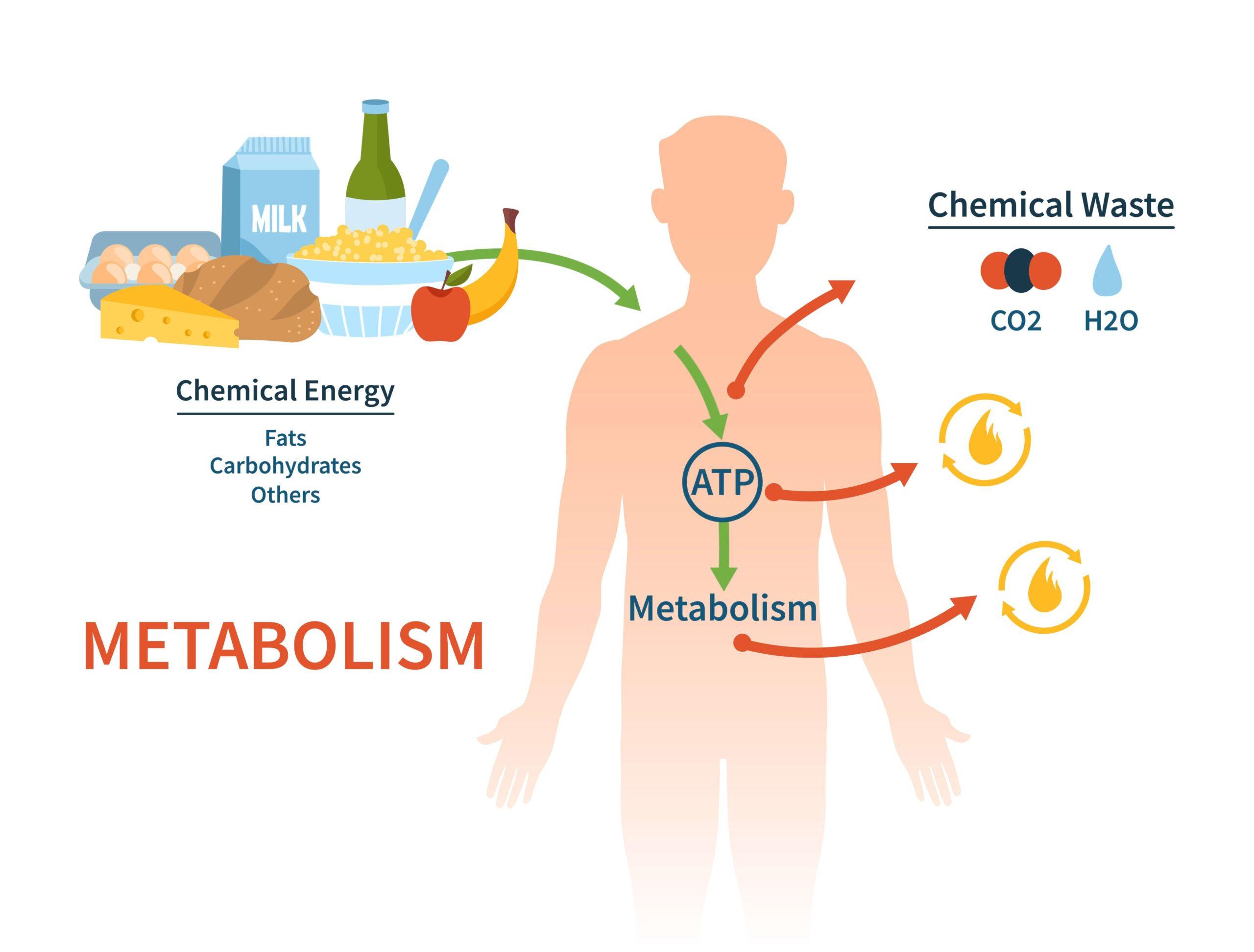 Immagine articolo Il Metabolismo Umano