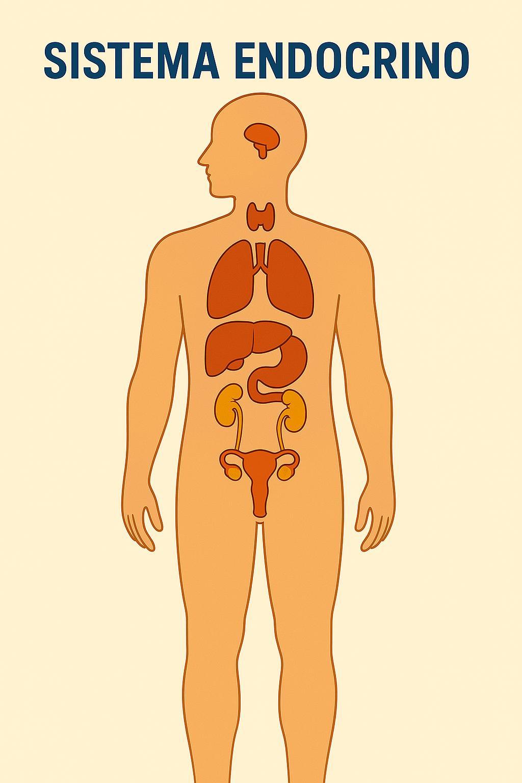 Immagine articolo Il Sistema Endocrino e il Funzionamento degli Ormoni