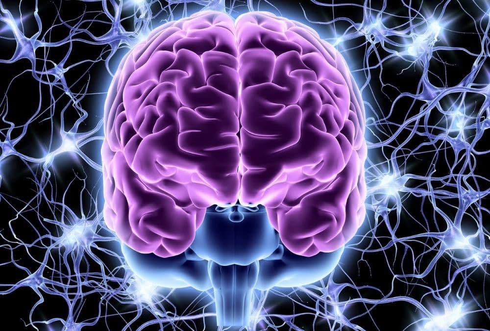 Immagine articolo Il Sistema Nervoso Umano