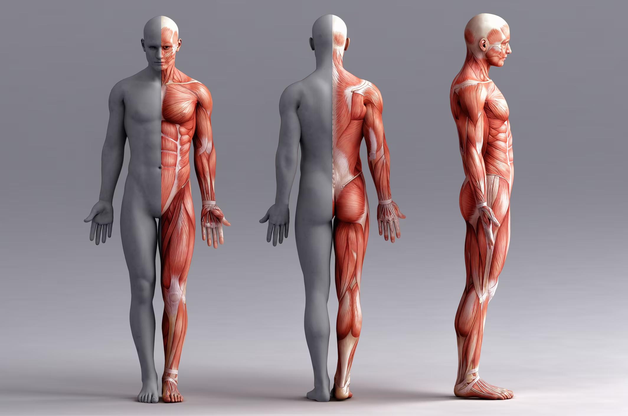 Immagine articolo Il Tessuto Muscolare