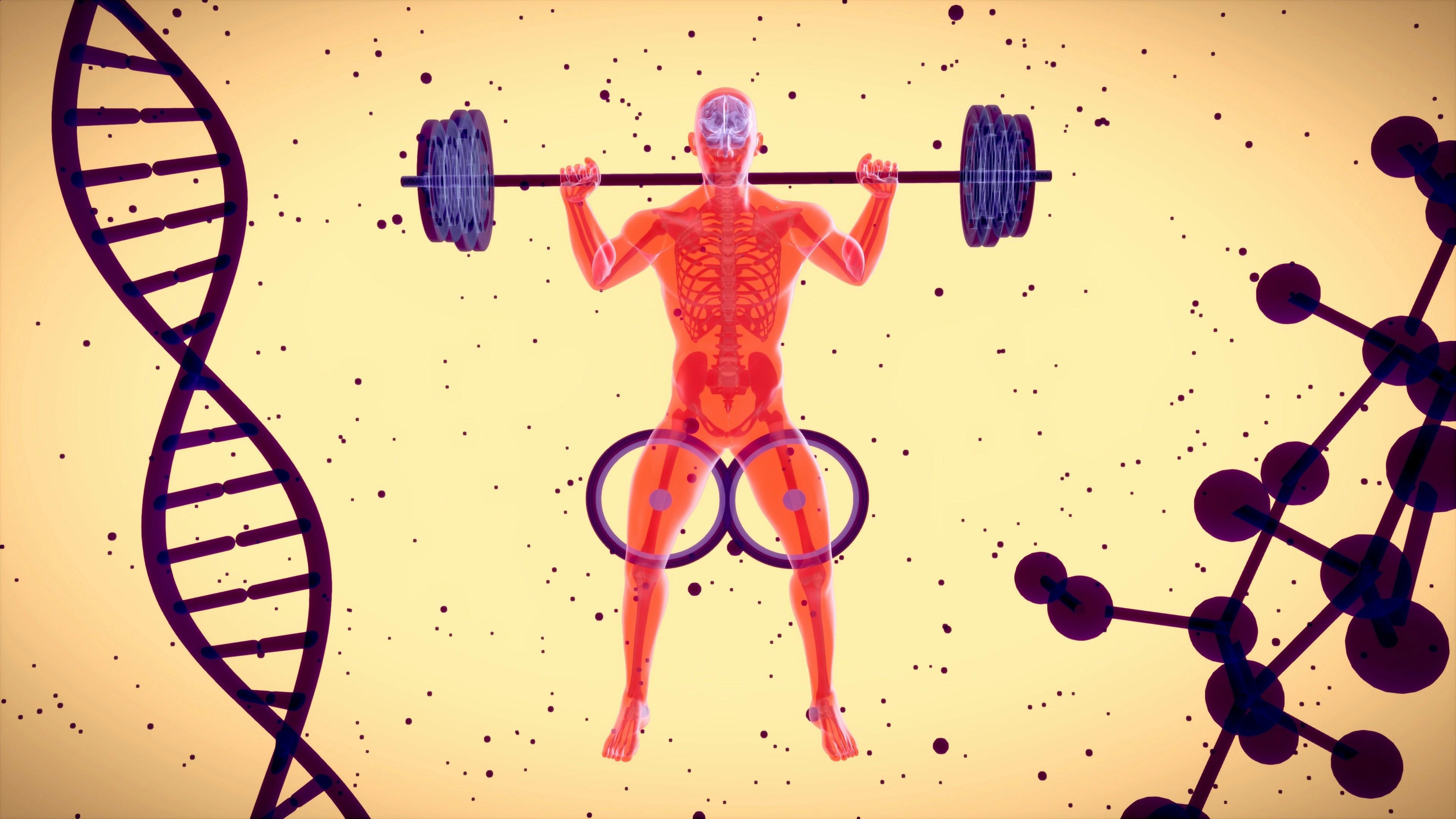Immagine articolo Iperplasia Muscolare